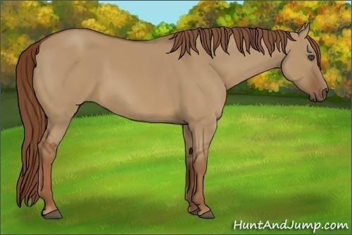 Horse Color:Red Dun 