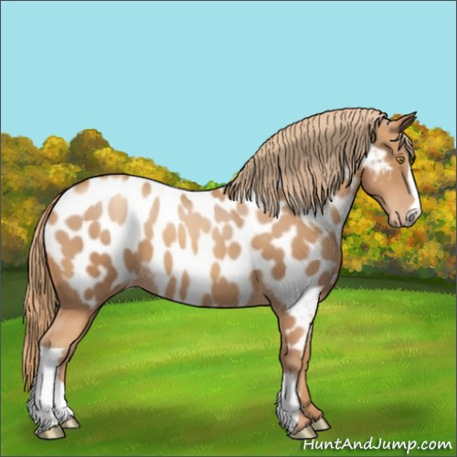 Horse Color:Gold Champagne Appaloosa 
