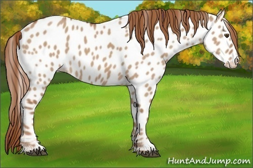 Horse Color:Red Dun Appaloosa 