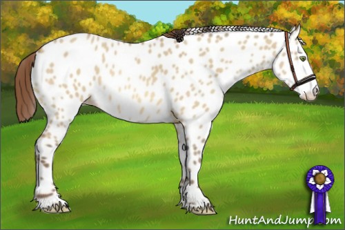 Horse Color:Amber Champagne Dun Appaloosa 