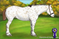Horse Color:Amber Champagne Dun Appaloosa 