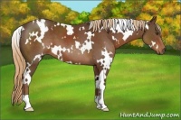 Horse Color:White Spotted Liver Chestnut 