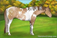 Horse Color:White Spotted Bay Pearl Tobiano Rabicano