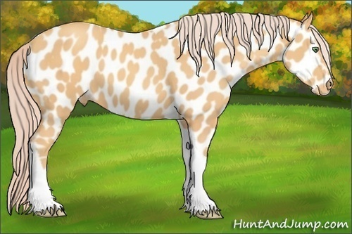Horse Color:Gold Cream Champagne Tobiano Near Leopard