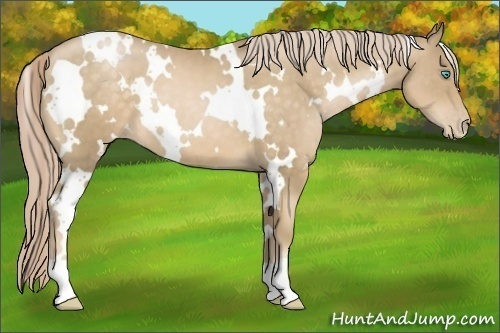 Horse Color:White Spotted Chocolate Palomino Pearl 