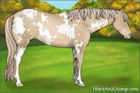 Horse Color:White Spotted Chocolate Palomino Pearl