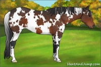 Horse Color:White Spotted Brown 