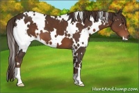 Horse Color:White Spotted Liver Chestnut