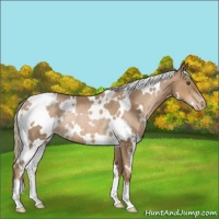 Horse Color:White Spotted Liver Chestnut Pearl Rabicano 