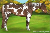 Horse Color:White Spotted Liver Chestnut 
