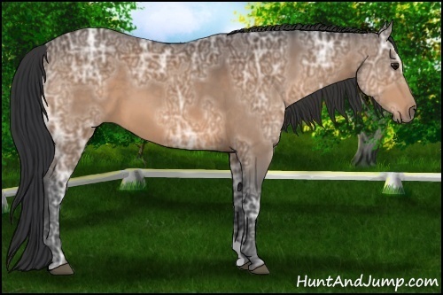 Horse Color:Bay Ice