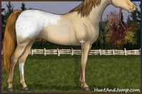 Horse Color:Bay Pearl Dun Appaloosa 