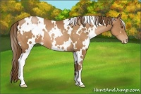 Horse Color:White Spotted Brown Pearl