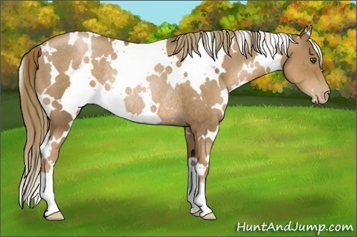 Horse Color:White Spotted Liver Chestnut Pearl Rabicano 