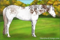 Horse Color:White Spotted Liver Chestnut 