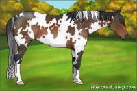 Horse Color:White Spotted Brown 