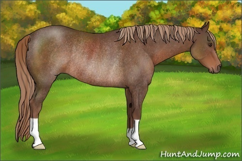 Horse Color:Liver Chestnut Rabicano 