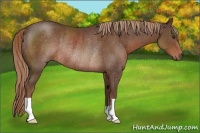 Horse Color:Liver Chestnut Rabicano