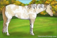 Horse Color:White Spotted Liver Red Dun Pearl