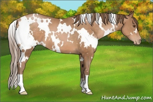Horse Color:White Spotted Brown Pearl 