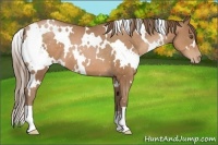 Horse Color:White Spotted Brown Pearl 