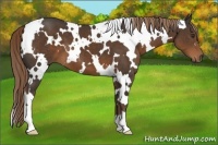 Horse Color:White Spotted Liver Chestnut 