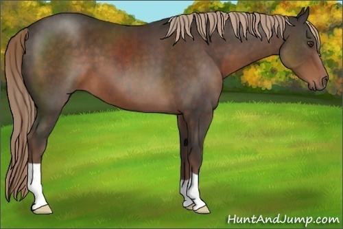 Horse Color:Liver Chestnut 