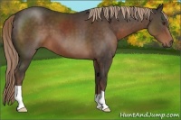 Horse Color:Liver Chestnut 