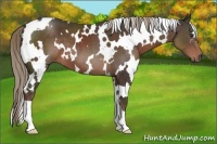 Horse Color:White Spotted Liver Chestnut