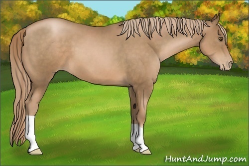 Horse Color:Liver Chestnut Pearl 