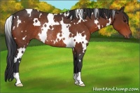 Horse Color:White Spotted Bay Rabicano 