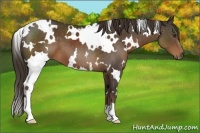 Horse Color:White Spotted Liver Chestnut 