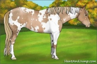 Horse Color:White Spotted Liver Chestnut Pearl 