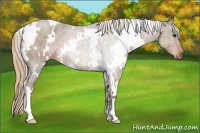 Horse Color:White Spotted Liver Chestnut 
