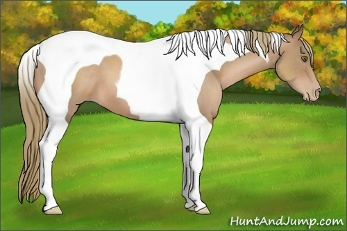 Horse Color:Liver Chestnut Pearl Tobiano