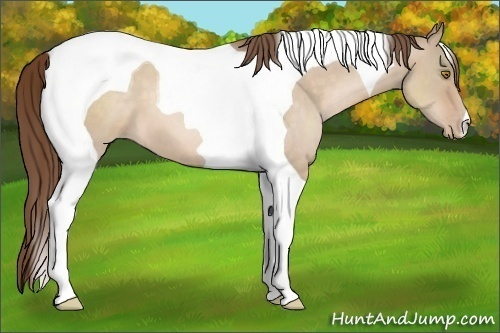 Horse Color:Brown Pearl Dun Tobiano 