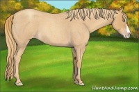 Horse Color:Gold Champagne Roan Splash 