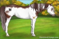 Horse Color:Chocolate Bay Splash Frame