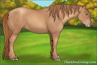 Horse Color:Gold Champagne 