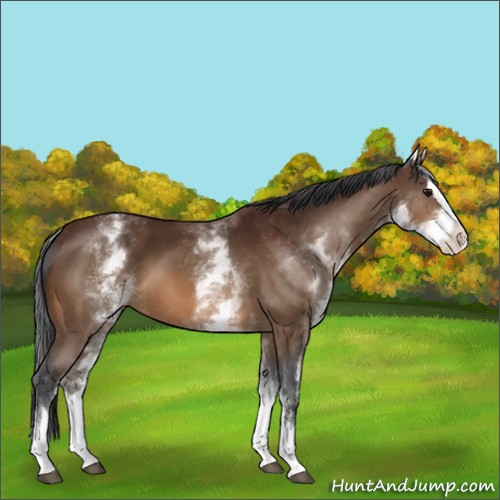 Horse Color:White Spotted Bay Ice Sabino Splash 