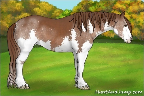 Horse Color:Liver Chestnut Sabino Splash 
