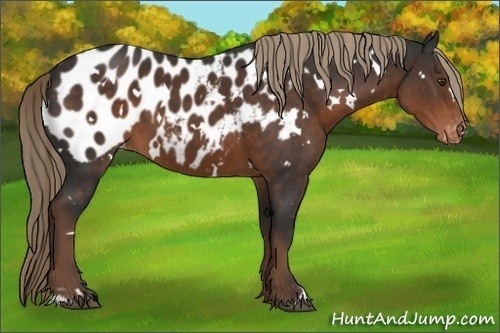 Horse Color:White Spotted Liver Chestnut Appaloosa 