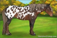 Horse Color:White Spotted Liver Chestnut Appaloosa
