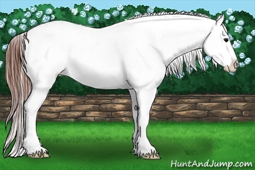 Horse Color:Black Splash Appaloosa 