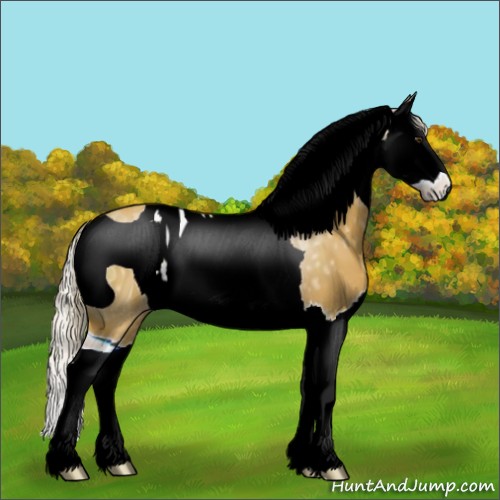 Horse Color:ERROR: UNKNOWN ANOMALY