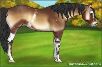 Horse Color:White Spotted Bay Onyx Sabino