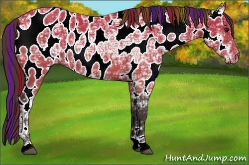 Horse Color:Painted Buckskin Ice Near Leopard Rabicano 