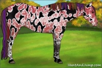 Horse Color:Painted Buckskin Ice Near Leopard Rabicano 