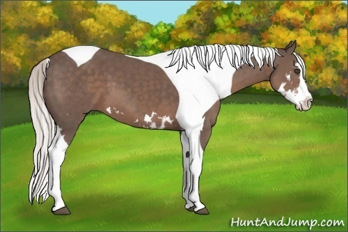 Horse Color:Silver Black Splash Tobiano Frame 