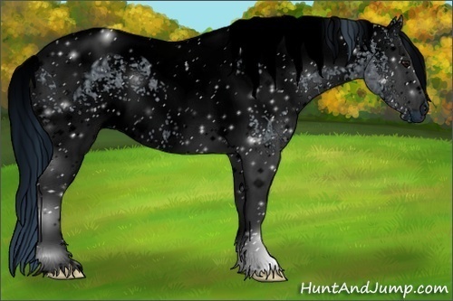 Horse Color:ERROR: UNKNOWN ANOMALY